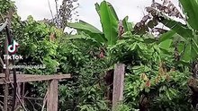 GRALHÃO DA AMAZONIA