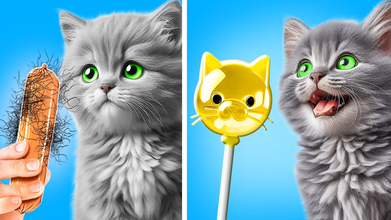 Gadgets for Cats: A Wealthy vs. Budget Comparison