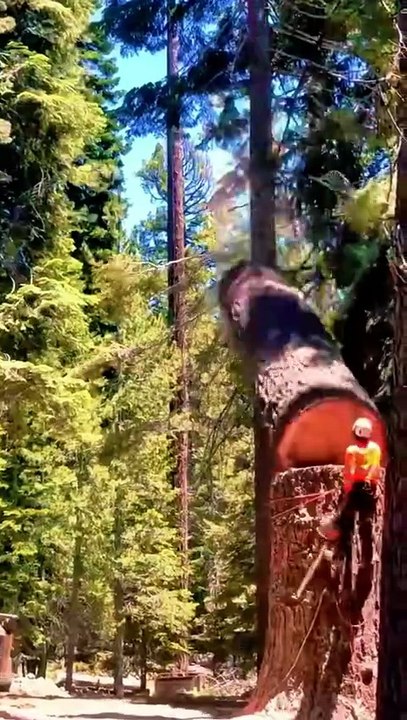 Tree cutting