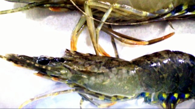 Australian prawn fishers in uproar over international import rules