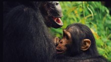 Você Aceita o teste de paternidade, mas nega a evolução?