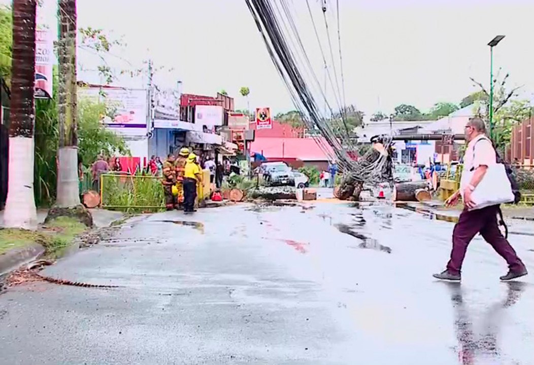 Caida de arbol deja a 3300 vecinos sin electricidad en La Union