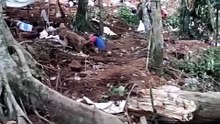 gold mine in indonesia 3