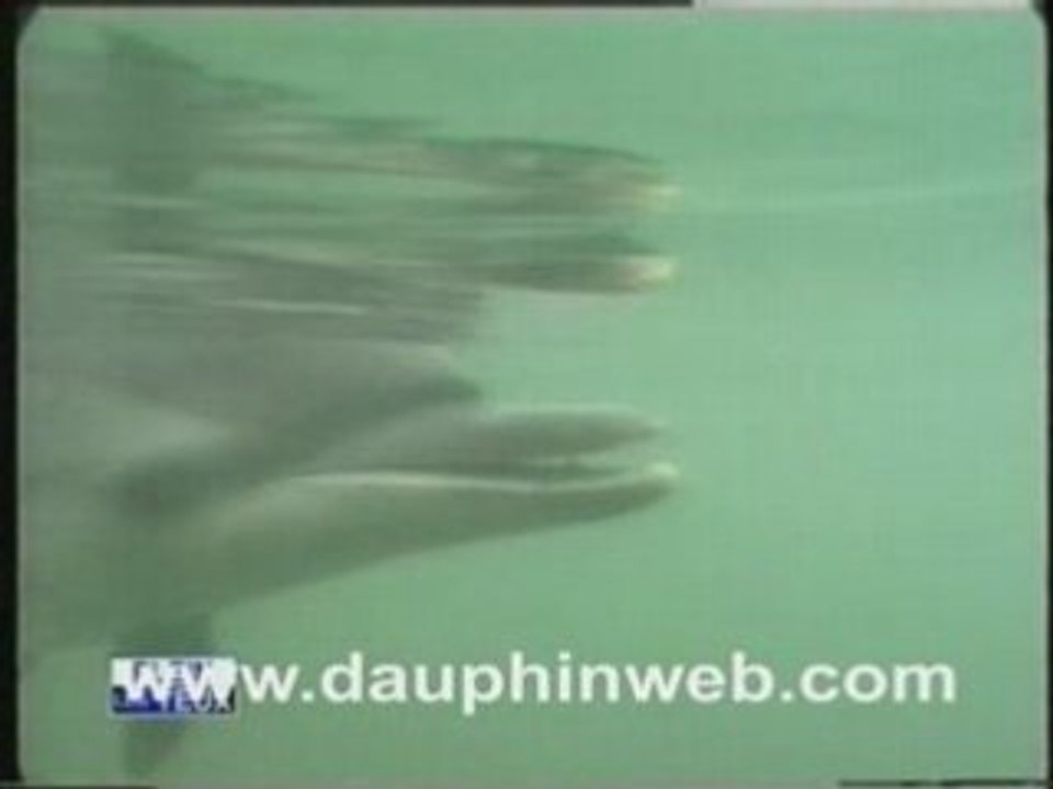 Sauvetagedauphinweb-1