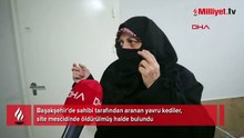 Başakşehir’de vahşet! 4 kedi yavrusu parçalanarak öldürüldü