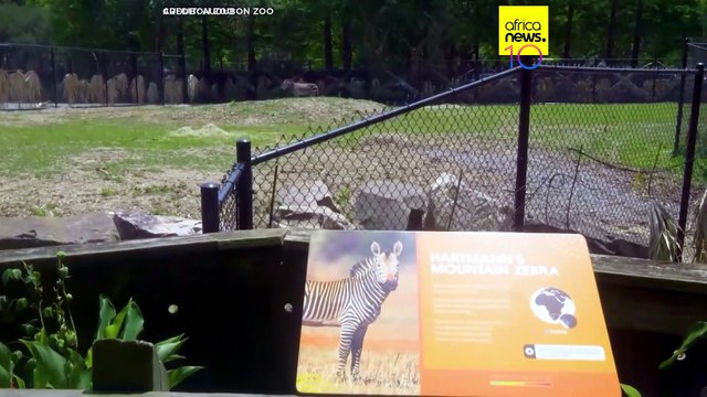 New Orleans’ Audubon Zoo welcomes vulnerable zebra species