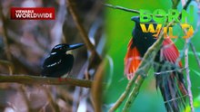 Agusan Marsh Wildlife Sanctuary, stopover ng ibon mula sa iba’t ibang bansa | Born To Be Wild
