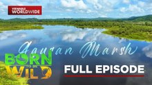 Why Does Agusan Marsh Matter to the World’s Ecosystem? | Born To Be Wild (Full Episode)