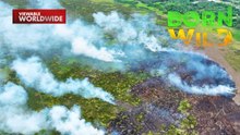 Kinakaharap na panganib ng Agusan Marsh | Born to be Wild