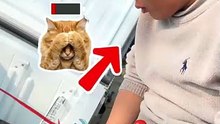 This Cat Fixed a Fridge,Take Over Your Job
