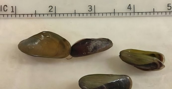 A closer look at California's discovery of a species never seen in North America