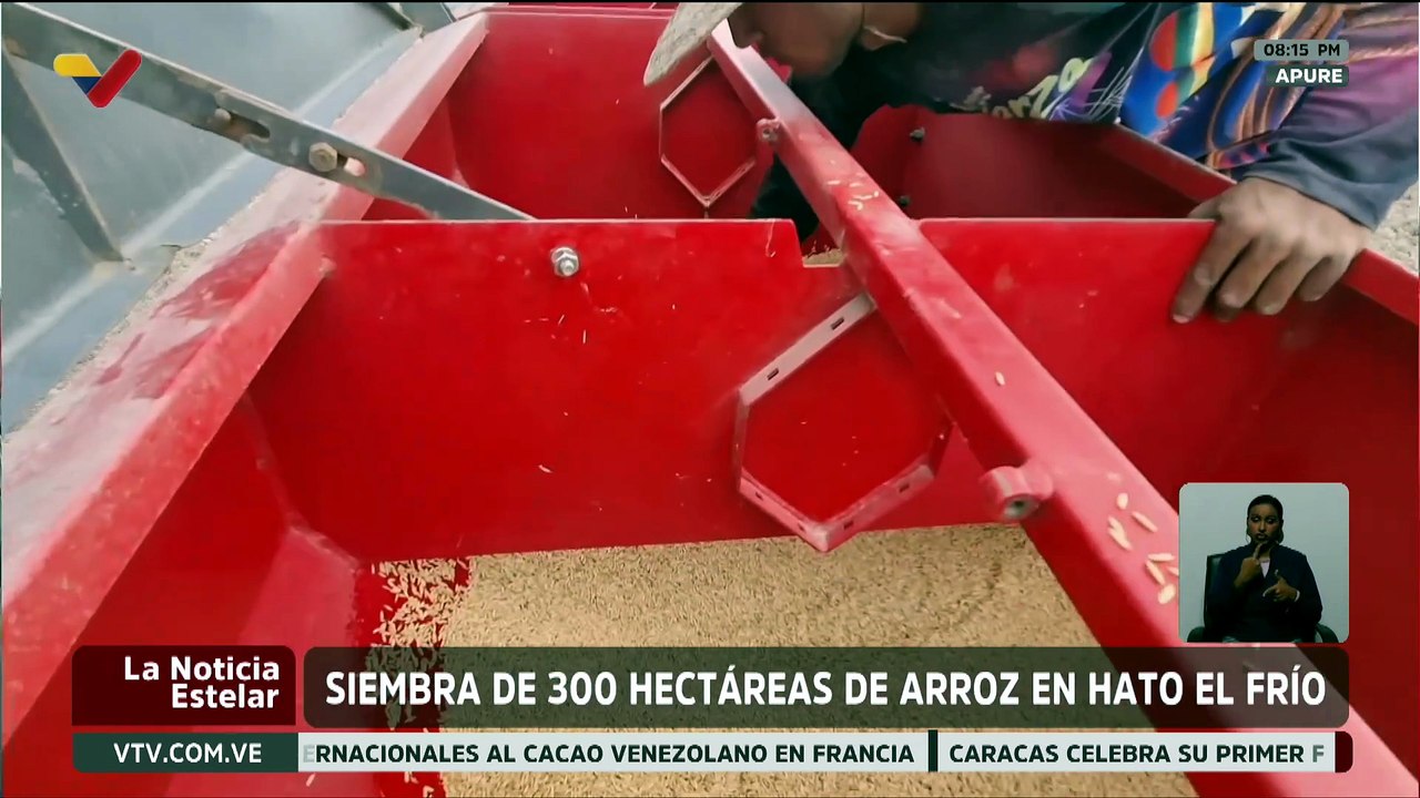 Gobierno de Apure inició la siembra de 1.500 hectáreas de arroz en los municipios Muñoz y Páez