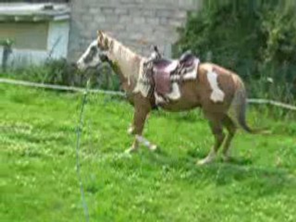 travail en longe sellé magnum