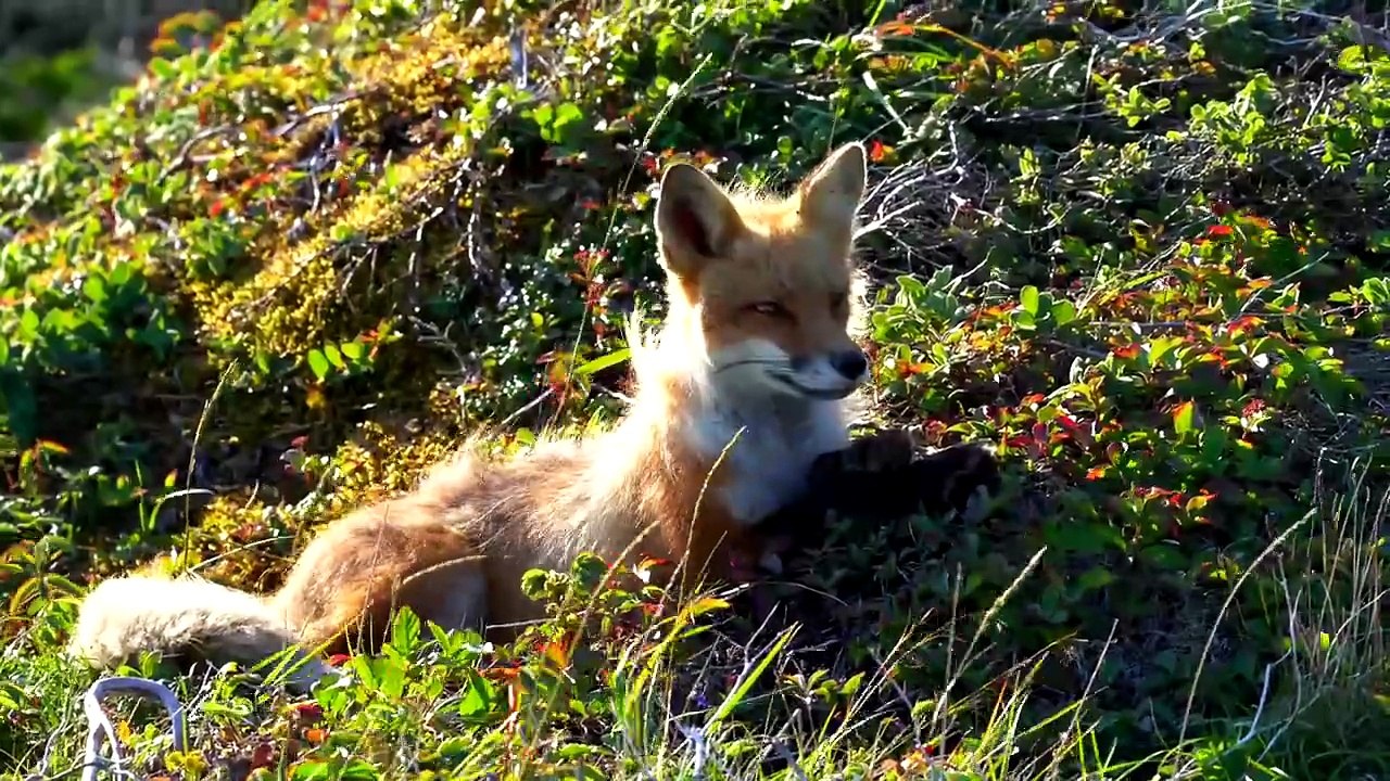 Newfoundland