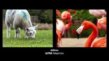 Capture the Unreachable — REEFLEX Telephoto 300–600mm lens by REEFLEX