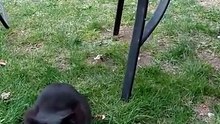 Just stopped by for a BBQ 😂 #cat #funnycats #catlovers
