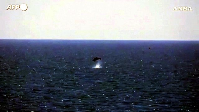 Avvistati delfini al largo della costa di Brighton, nel sud dell'Inghilterra