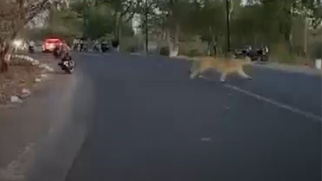 सड़क किनारे तीन बब्बर शेर देख लोगों में दहशत, हैरान कर देगा Video