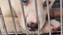 🔴 LOVELY FURBABIES FOR SALE AT ARRANQUE MARKET MAY 3  2026 #shorts