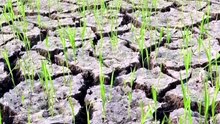 Vídeo - Emergência climática exige adaptação imediata do agronegócio gaúcho, alerta seminário