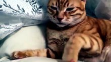 Is This a Cat or a Dog? You Decide! 🤔