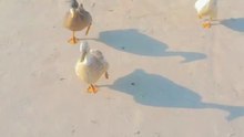 Duck Attack Incoming! 😅