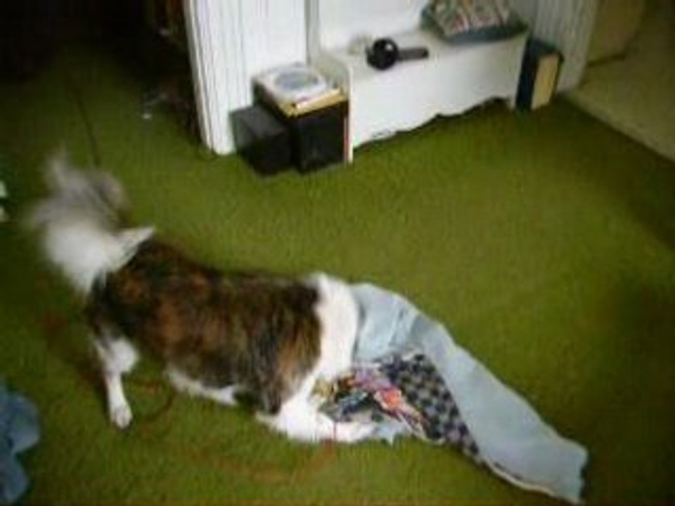 Maynard vs. Blanket