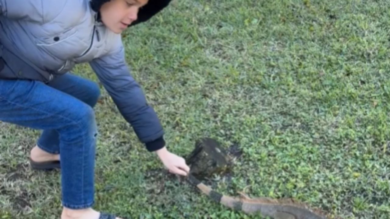 Little Boy Rescues A Cold-Stunned Iguana During...
