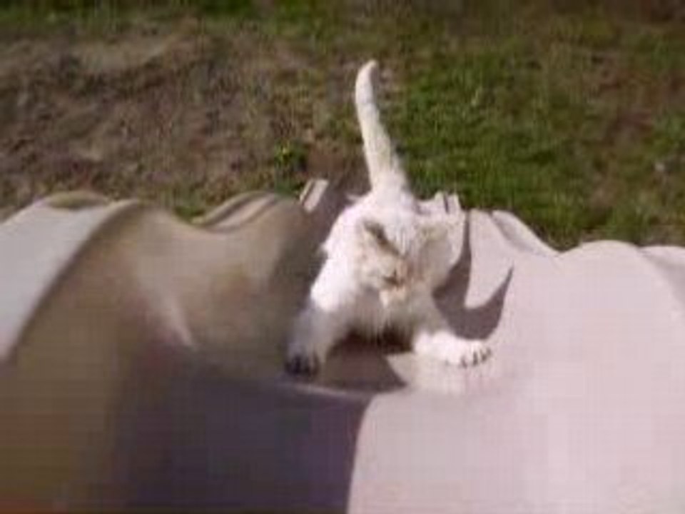 Zanzabar falling down slide