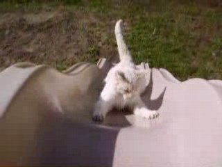 Zanzabar falling down slide