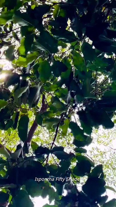 প্রকৃতির মাঝে হারিয়ে যেতে হয় - Ispontha Urmi