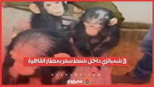 داخل شنط السفر.. تفاصيل إنقاذ 3 شمبانزي بمطار القاهرة