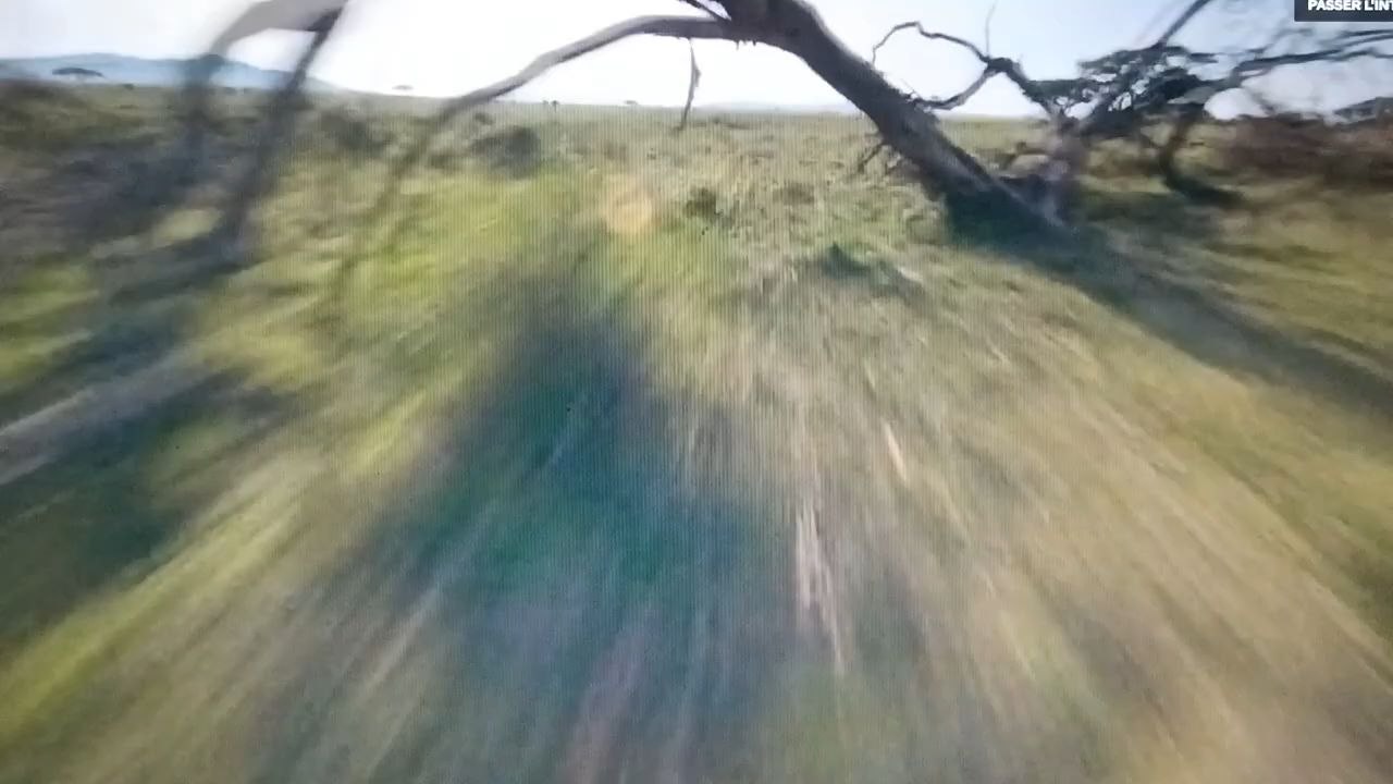 Lion documentaire animalier