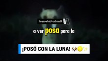 Perrito se vuelve viral por posar con la luna 🐶🌕