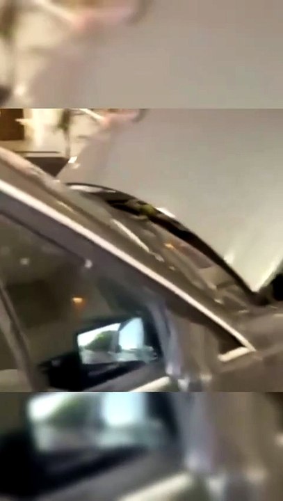 Serpente caninana é resgatada de capô de carro no Distrito Federal