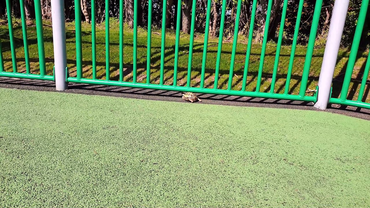 Brucie found a basketball court #МистерБрюси