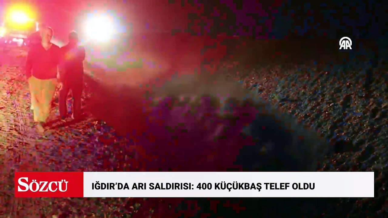 Iğdır'da arı saldırısı sonucu birbirini ezen 400 küçükbaş hayvan telef oldu