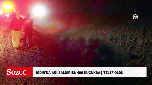Iğdır'da arı saldırısı sonucu birbirini ezen 400 küçükbaş hayvan telef oldu