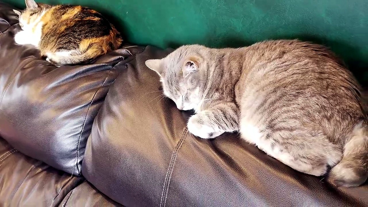 Little known secret about backpacks, they make the perfect pillows. | #SparklegleamFarm #Elsie #farm #LadyChunkerella #cats #catlife #cute