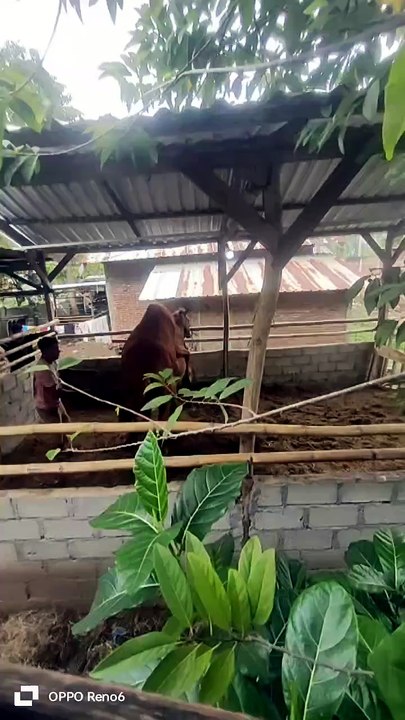 Horse mating with mare compilation part of the horses