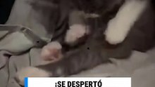 Gatito se despierta por un calambre y derrite de ternura 🐱