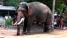 Elephant subdued after deadly rampage at Indian festival