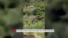 Euthanized crocodile airlifted in search for human remains