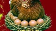 Kenali 5 Perbedaan Utama Ayam Petelur Dan Ayam Pedaging!