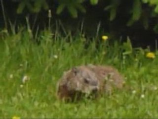 Marmottes 2