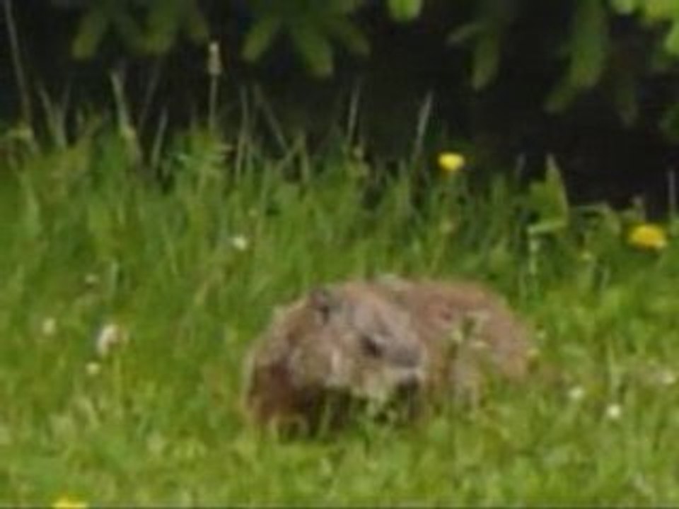 Marmottes 2