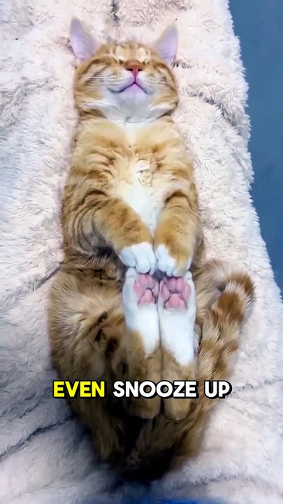 Did You Know Cats Sleep Up To 16 Hours A Day