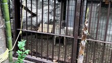 Figa the manul walks around and then goes to the backyard