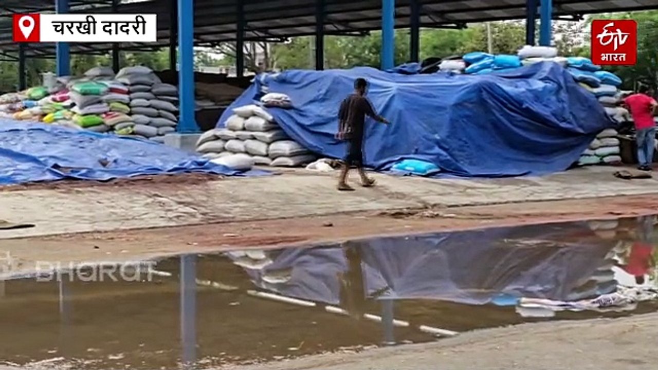 हरियाणा में मौसम का कहर जारी, आधी रात बरसे ओले, आंधी से पेड़ और पोल गिरे, 11 जिलों में बारिश का अलर्ट जारी
