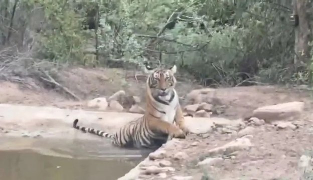 श्योदानपुरा में नजर आई बाघिन एसटी 19 व उसका शावक